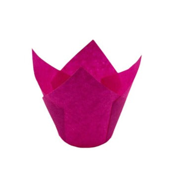 Tulipa Fucsia